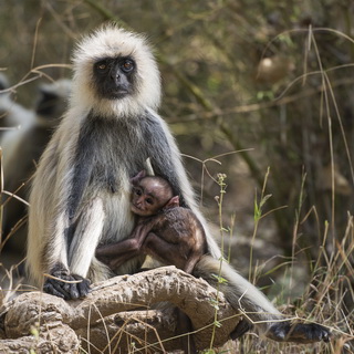 Bandhavgarh - Langur monkey with baby